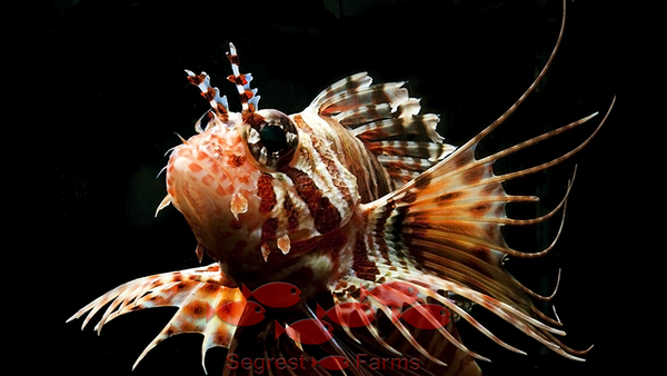 segrest farms keeping lionfish