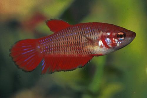 picture of Betta Female Sml                                                                                     Betta splendens