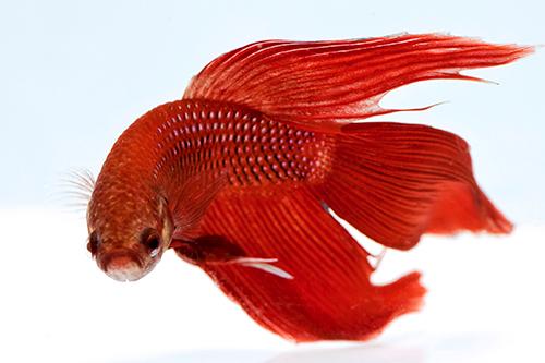 picture of Betta Male Reg                                                                                       Betta splendens