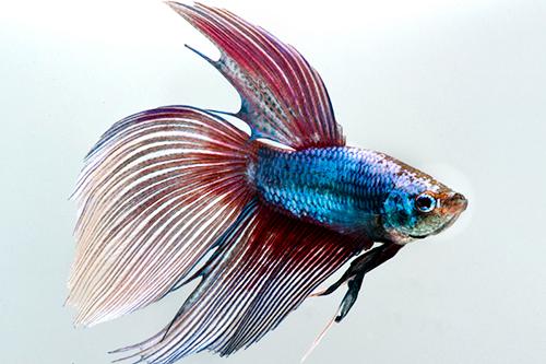 picture of Betta Male Lrg                                                                                       Betta splendens