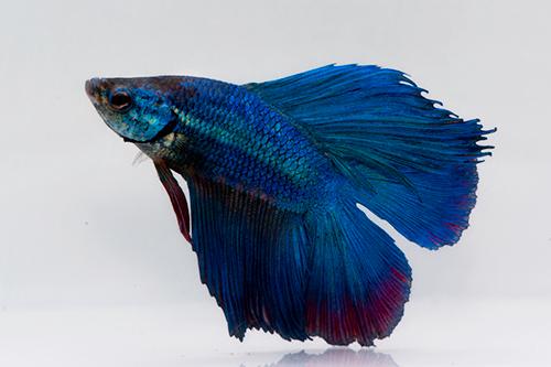 picture of Twintail Halfmoon Betta Male Reg                                                                     Betta splendens 'Twintail Halfmoon'