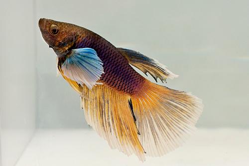 picture of Dumbo Super Delta Betta Male Lrg                                                                     Betta splendens