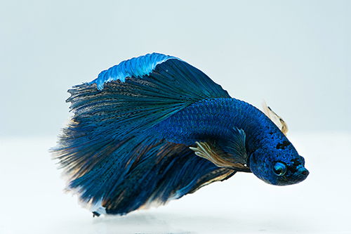 picture of Giant Halfmoon Betta Male Lrg                                                                        Betta splendens 'Halfmoon'