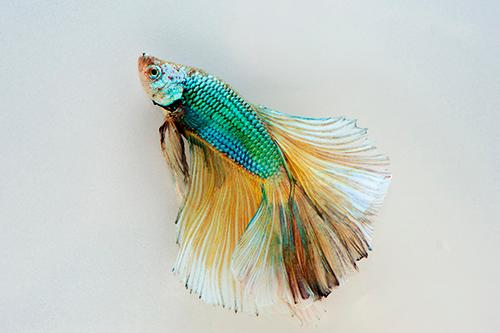 picture of Halfmoon Betta Male Lrg                                                                              Betta splendens 'Halfmoon'