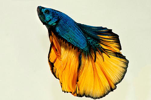 picture of Mustard Gas Halfmoon Betta Male M/L                                                                  Betta splendens 'Halfmoon'