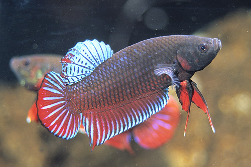 picture of Roundtail Betta Male Reg                                                                             Betta splendens