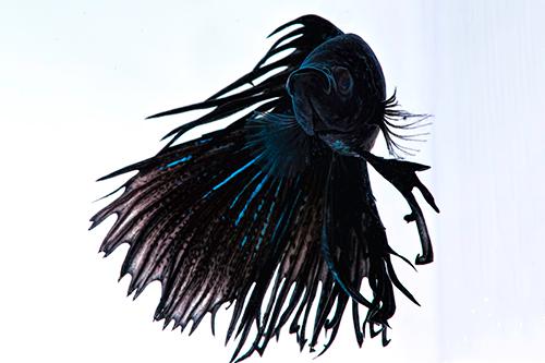 picture of Black Orchid Crowntail Betta Male Lrg 8 oz Cup                                                       Betta splendens 'Crowntail'