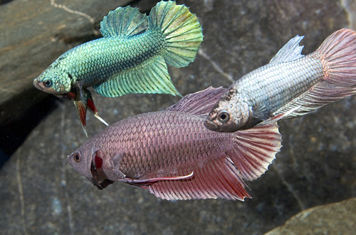 picture of Betta Imbellis/Crescent Male Reg                                                                     Betta imbellis