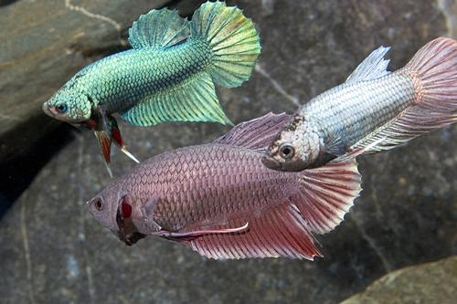 picture of Betta Imbellis/Crescent Male Lrg                                                                     Betta imbellis