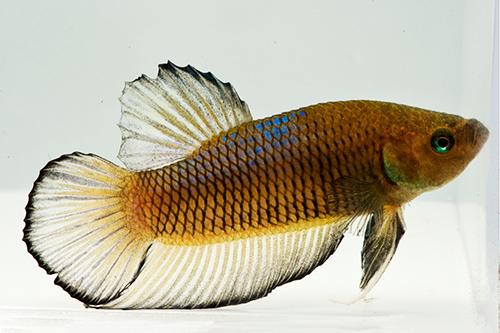 picture of Assorted Plakat Betta Male Lrg                                                                       Betta splendens 'Plakat'