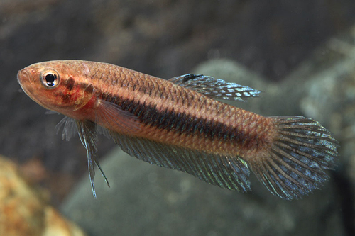 picture of Betta sp. Palangka Reg                                                                               Betta sp. Palangka