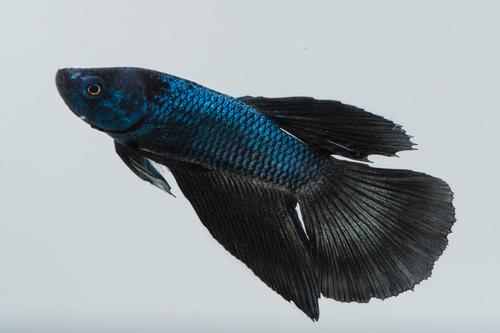 picture of Black Halfmoon Betta Male Lrg                                                                        Betta splendens 'Halfmoon'