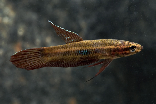 picture of Blue Spot Coccina Betta Reg                                                                          Betta coccina