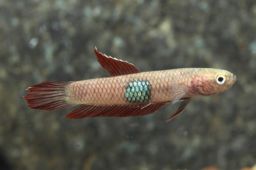 picture of Betta Brownorum Reg                                                                                  Betta brownorum