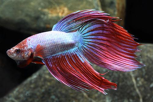 picture of Cambodian Betta Male Lrg                                                                             Betta splendens