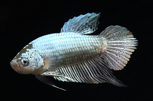 picture of Copper Fancy Betta Male Lrg                                                                          Betta splendens 'Plakat Thai'