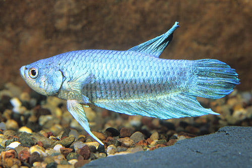 picture of Emerald Betta Reg                                                                                    Betta smaragdina