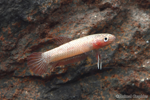 picture of Fire Betta Reg                                                                                       Betta rutilans