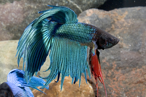 picture of Green Betta Male Lrg                                                                                 Betta splendens