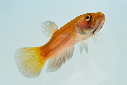 picture of Betta Macrostoma Female Reg                                                                          Betta macrostoma