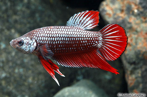 picture of Dragonscale Short Tail Betta Male Lrg                                                                Betta splendens