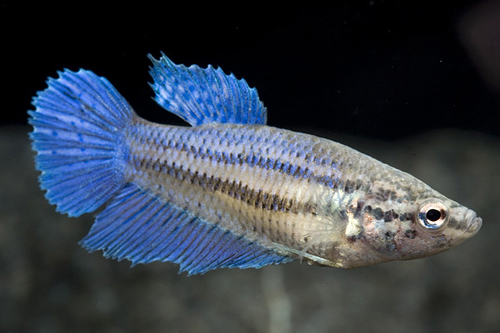 picture of Halfmoon Betta Female Sml                                                                            Betta splendens 'Halfmoon'