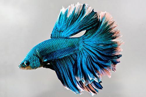 picture of Halfmoon Rosetail Betta Male Lrg                                                                     Betta splendens 'Halfmoon'