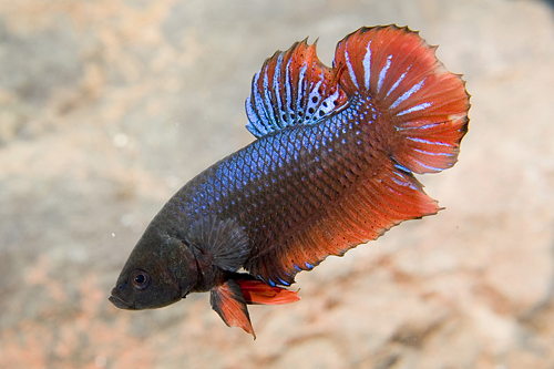 picture of Thai Fighter Betta Male Lrg                                                                          Betta splendens