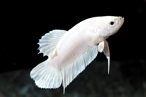 picture of White Pearl Fighter Betta Male Lrg                                                                   Betta splendens