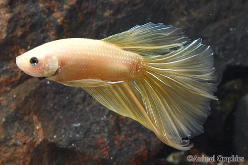 picture of Yellow Halfmoon Betta Male Lrg                                                                       Betta splendens 'Halfmoon'