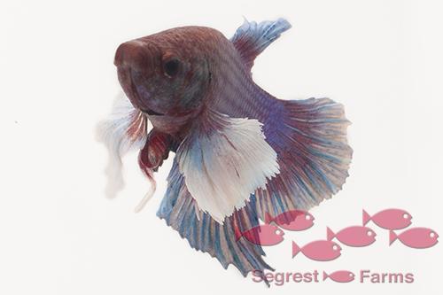 picture of Dumbo Delta Betta Female Lrg                                                                         Betta splendens