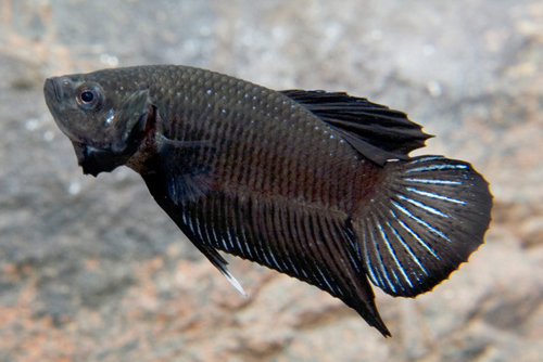 picture of Black Fighter Betta Male Lrg                                                                         Betta splendens