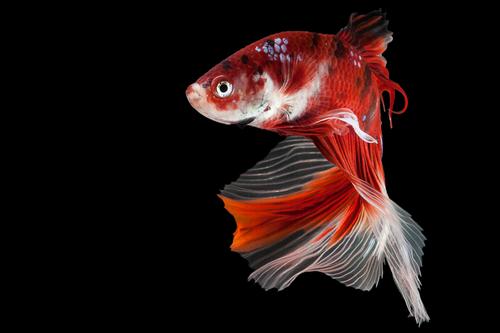 picture of Koi Halfmoon Betta Male Lrg                                                                          Betta splendens 'Halfmoon'