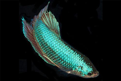 picture of Halfmoon Plakat Betta Male Shw                                                                       Betta splendens 'Plakat'