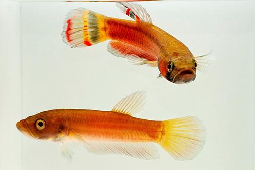 picture of Betta Macrostoma Pair Tank Raised Med                                                                Betta macrostoma