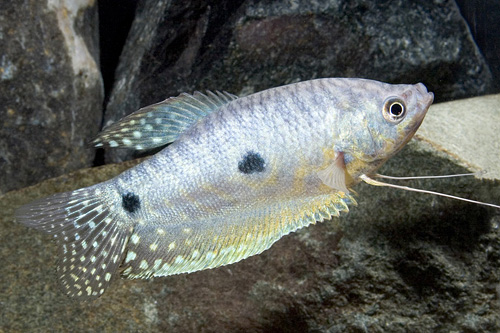 picture of Blue Gourami Sml                                                                                     Trichogaster trichopterus
