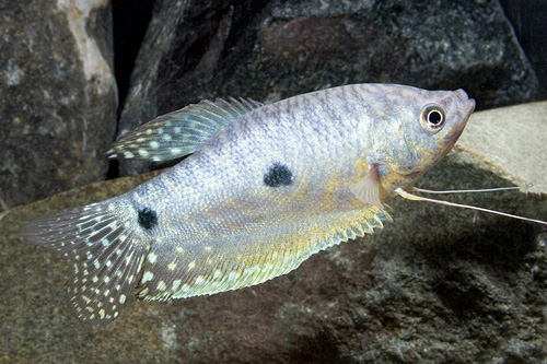 picture of Blue Gourami Shw                                                                                     Trichogaster trichopterus