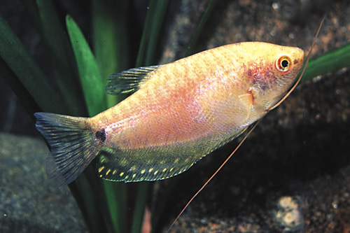 picture of Gold Gourami Reg                                                                                     Trichogaster trichopterus