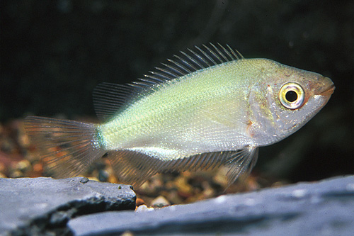 picture of Green Kissing Gourami Shw                                                                            Helostoma temminckii