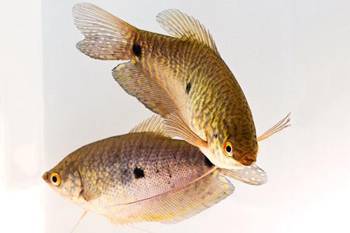 picture of Lavender Gourami Shw                                                                                 Trichogaster trichopterus