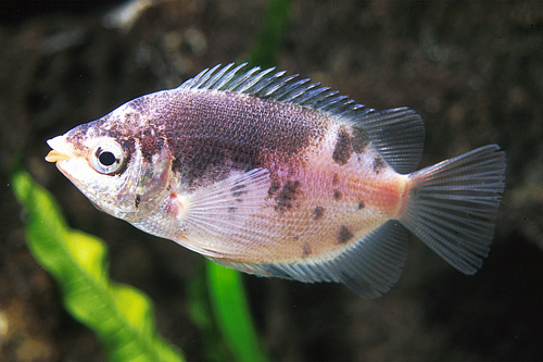 picture of Marble Kissing Gourami Med                                                                           Helostoma temminckii 'Marble'