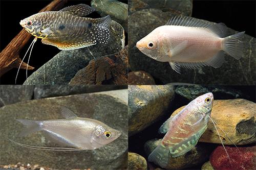 picture of Assorted Gourami Lrg                                                                                 Trichogaster trichopterus
