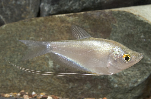 picture of Moonlight Gourami Reg                                                                                Trichogaster microlepis