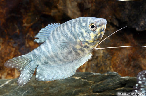picture of Opaline Gourami Lrg                                                                                  Trichogaster trichopterus 'Cosby'
