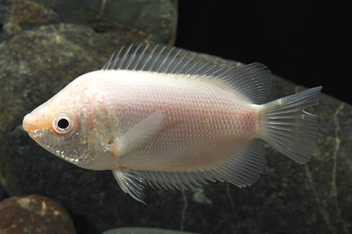 picture of Pink Kissing Gourami Sml                                                                             Helostoma temminckii 'Pink'