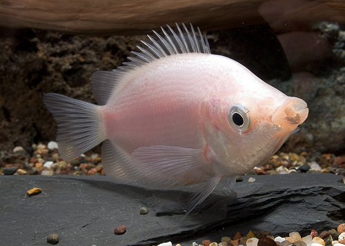 picture of Pink Kissing Gourami Xlg                                                                             Helostoma temminckii 'Pink'
