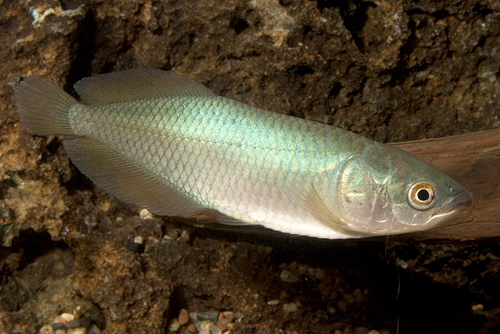 picture of African Arowana Reg                                                                                  Heterotis niloticus