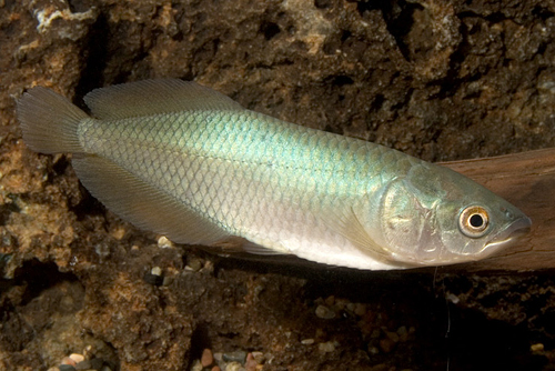 picture of African Arowana Lrg                                                                                  Heterotis niloticus