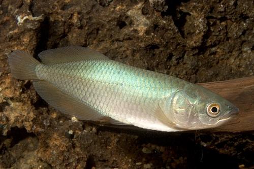 picture of African Arowana Xlg                                                                                  Heterotis niloticus