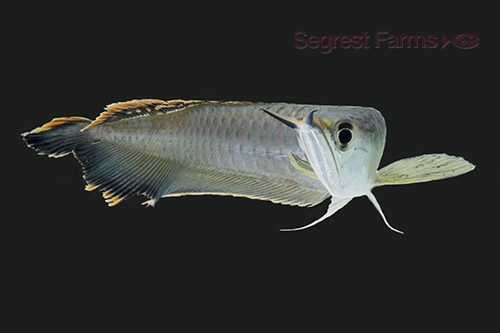 picture of Black Arowana M/S                                                                                    Osteoglossum ferreirai